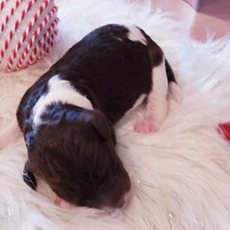 Poodles from Lone Star Standard Poodles LLC