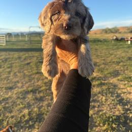 Dark Green - Merle male Springerdoodle puppy in Clifton, Idaho from Little Mountain Springers, Springerdoodles & Poodles