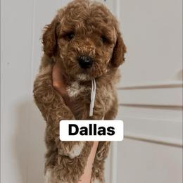 Dallas (Our Lone Star State litter) - Red  male Goldendoodle puppy in Hopkins County, Texas from Boutique Doodles