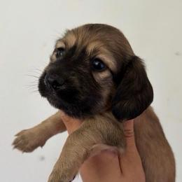 Patty - Cream female Dachshund puppy in Conway, Missouri from Ozark Mountain Kennel