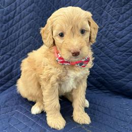 Pooh Bear - Red  male Goldendoodle puppy in Camden, North Carolina from Oopsie Doodles of NC