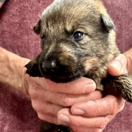 Girl 1 - female German Shepherd puppy in Sonora, California from Elite Haus K9