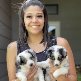 Miniature Australian Shepherd Puppies from Little Sooner Aussies