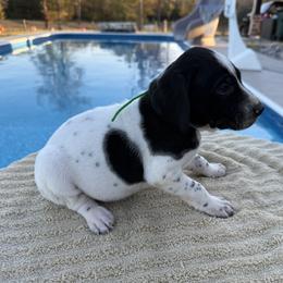 Green - Black roan male German Shorthaired Pointer puppy in Huntington, Texas from B&B GSP’S