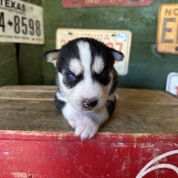 Berry - Black and white female Siberian Husky puppy in Burnsville, North Carolina from Peterson Puppies