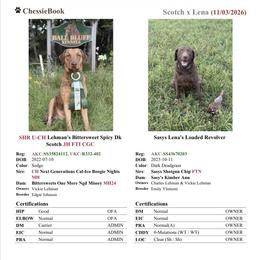 Chesapeake Bay Retriever puppies from Ball Bluff Kennel
