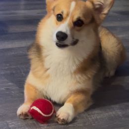 Pembroke Welsh Corgi puppies from Promise Land Farm
