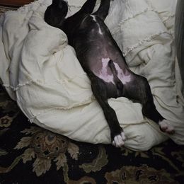 Boxer Puppies from Winchester Boxers