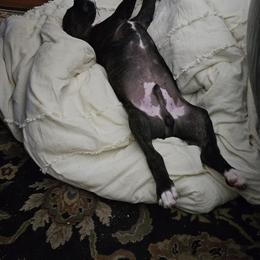 Boxer Puppies from Winchester Boxers
