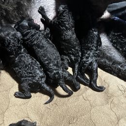 Collie, Poodle, and Shetland Sheepdog Puppies from Adiame Kennels