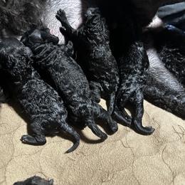 Collie, Poodle, and Shetland Sheepdog Puppies from Adiame Kennels