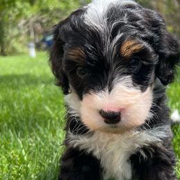 Girl 4 - Aussiedoodle puppy from Bella Ridge Farms & Dapper Doodles