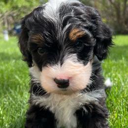 Girl 4 - Aussiedoodle puppy from Bella Ridge Farms & Dapper Doodles