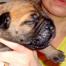 French Bulldogs from Inessa's Frenchies