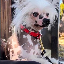 Chinese Crested All Grown Up from Flowerccd