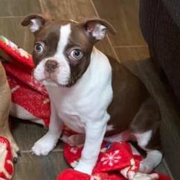 Boston Terriers, Bulldogs, and French Bulldogs from Blue Coast Bulldogs