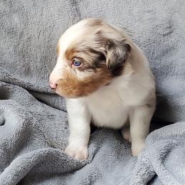 Jerry - Red merle male Australian Shepherd puppy in Cottage Grove, Oregon from Farmstead Aussies