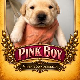 Yellow Boy 1 - Yellow male Labrador Retriever puppy in Bend, Oregon from Stirpe Corleone Labradors