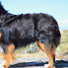Gunner - Miniature Australian Shepherd