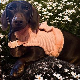 Khaleesi - Dachshund