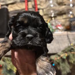 Boy 2 - Black and tan male Cocker Spaniel puppy in Sautee Nacoochee, Georgia from Candy's Cockers