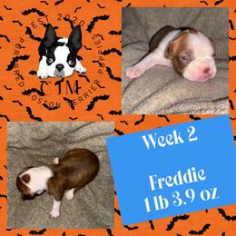 Freddie - Red male Boston Terrier puppy in Jupiter, Florida from CJM Boston and Boxer Puppies