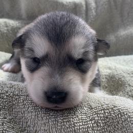 Bannock - Gray and white male Alaskan Malamute puppy in Palmyra, Michigan from Illusion Kennel