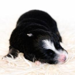Girl 2 - female Bernedoodle puppy in Travelers Rest, South Carolina from Bernedoodle.do