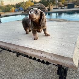 Dachshund puppies from Gift of Gods Favor