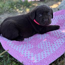 Bay - Chocolate female Dilute Retriever puppy in Baldwin City, Kansas from Hedge Lane Labradors