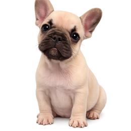 Arlo - Fawn male French Bulldog puppy in Union City, Tennessee from West Tennesse Frenchies
