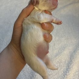 Puppy3 - White male Companion Cross puppy in Kettering, Ohio from The Ruff Life Tribe