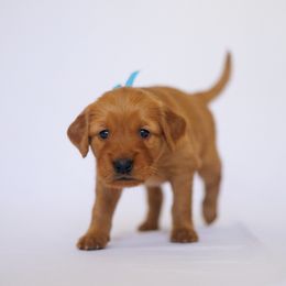 Golden Retriever Puppies from Golden Wiggle Retrievers