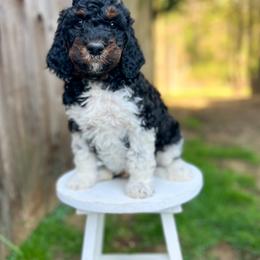 Goldendoodle Puppies from Juniper Ridge Poodles & Goldendoodles