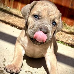 Lilly - Gray brindle female Cane Corso puppy in Elk Grove, California from DiamondBabyCorso