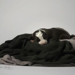 Border Collie Puppies from Air Capital Border Collies
