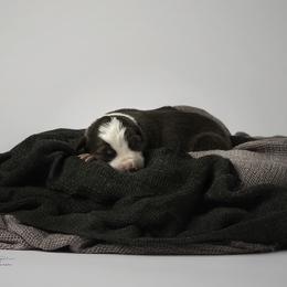 Border Collie Puppies from Air Capital Border Collies