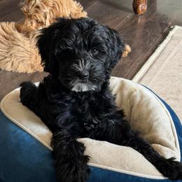 Jay - Black male Goldendoodle puppy in Redmond, Oregon from Bourbon and Lace Doodles