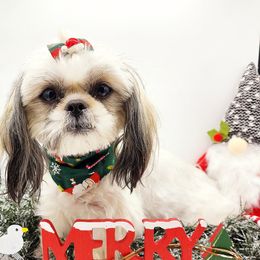 Nanners - Shih Tzu