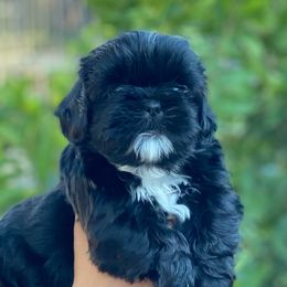 Raven - Black and white female Shih Tzu puppy in Chico, California from North State Shih tzus