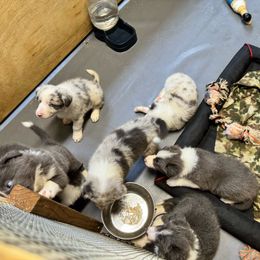 Border Collie Puppies from Bama Border Collies