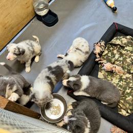 Border Collie Puppies from Bama Border Collies