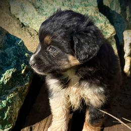 Natty - Black tri female Miniature Australian Shepherd puppy in North Lakeport, California from Wild Rose Ranch