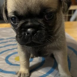 Princess Lea - Fawn Pug puppy in South Carolina from Pugs From the Corner