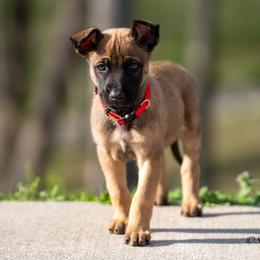 N-Pink Female - Yellow female Dutch Shepherd puppy in Alum Creek, West Virginia from Stay Wild K9