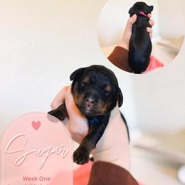 Sugar - Phantom female Goldendoodle puppy in California City, California from Summer Sun Doodles