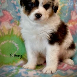 Australian Shepherd Puppies from Glacier Big Sky Aussies