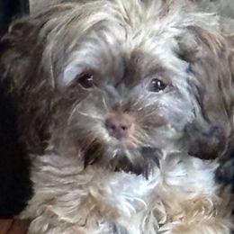 Cockapoo, Maltipoo, Morkie, and Yorkipoo Puppies from Mosaic Merle Doodles