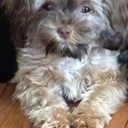 Cockapoo, Maltipoo, Morkie, and Yorkipoo Puppies from Mosaic Merle Doodles