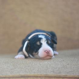 Tan collar female - Tri-color female Bernedoodle puppy in Scottsboro, Alabama from Dixie Land Doodles